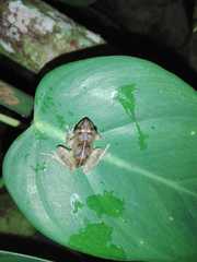 Pristimantis palmeri