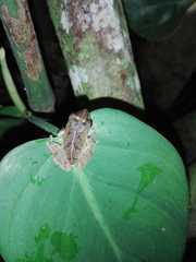 Pristimantis palmeri