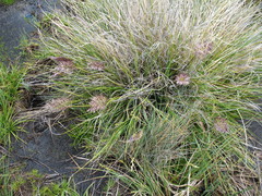 Cortaderia pilosa