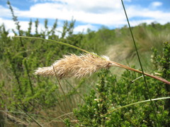 Cortaderia pilosa