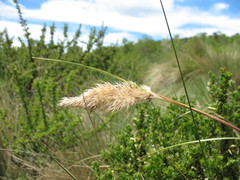 Cortaderia pilosa