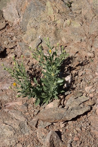 Image of Pegolettia oxyodonta by (c) Tony Rebelo, some rights reserved (CC BY-SA)