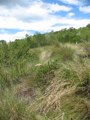 Cortaderia pilosa