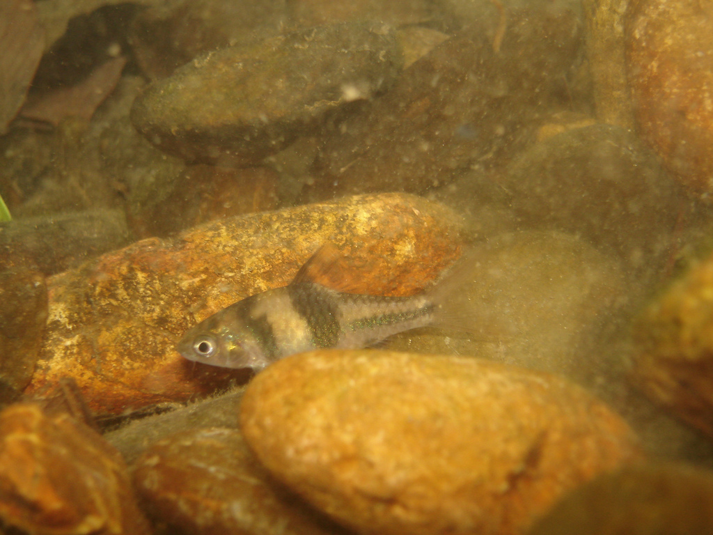 Barbus T (Striuntius lateristriga)