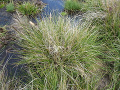 Cortaderia pilosa