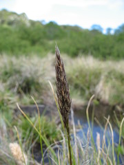 Cortaderia pilosa