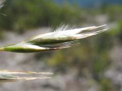 Danthonia malacantha