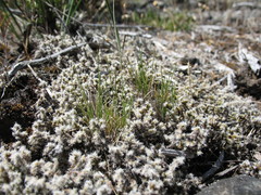 Danthonia malacantha