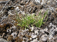 Danthonia malacantha