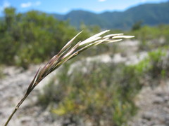 Danthonia malacantha