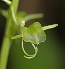 Liparis campylostalix