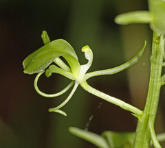 Liparis campylostalix