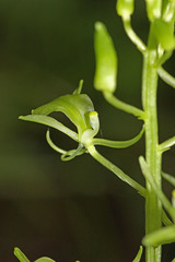 Liparis campylostalix