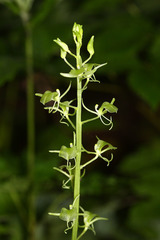 Liparis campylostalix