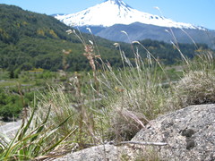 Danthonia malacantha