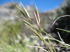 Rytidosperma violaceum