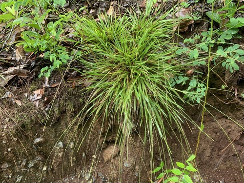 Paspalum rupestre