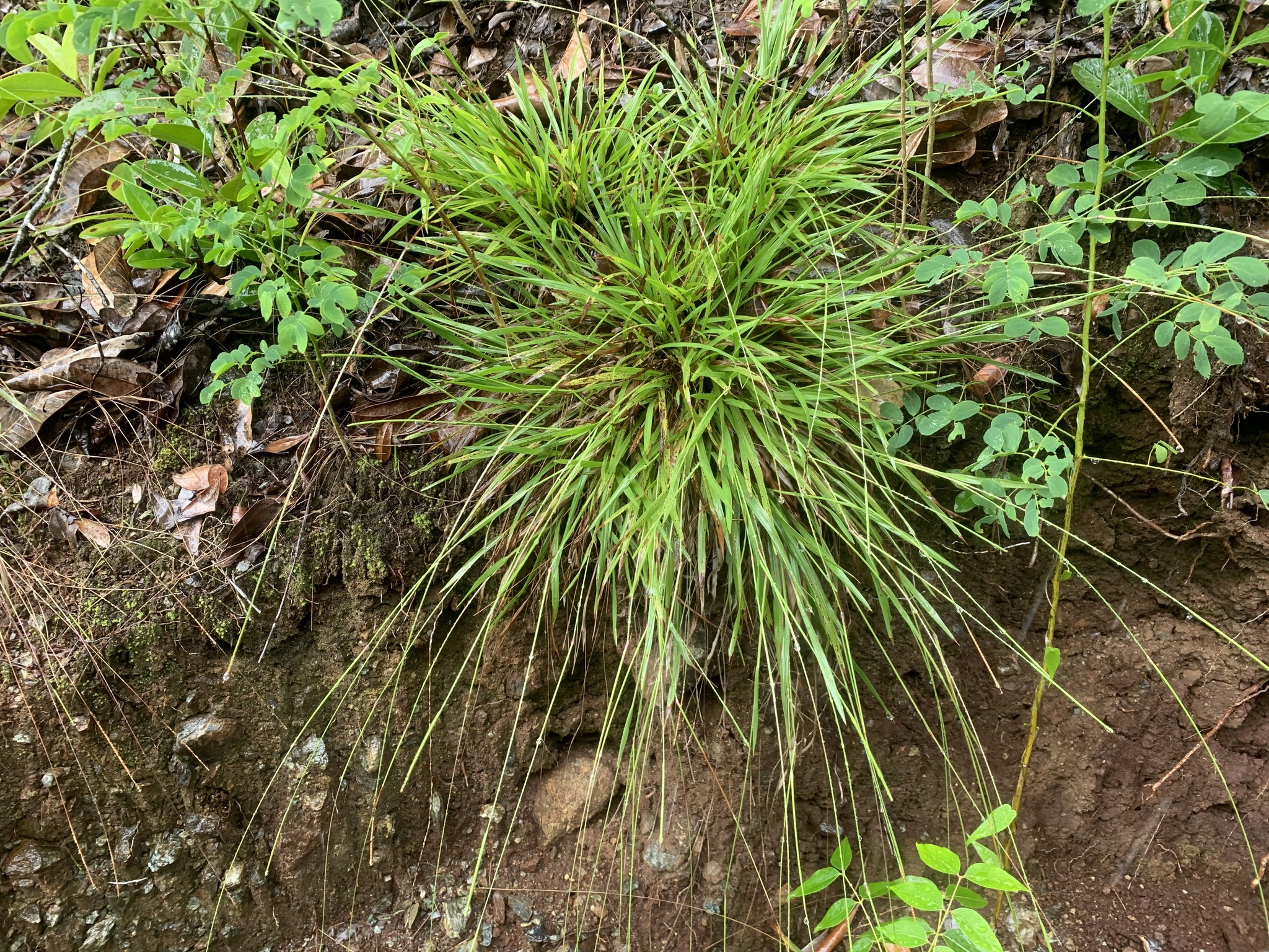 Paspalum rupestre