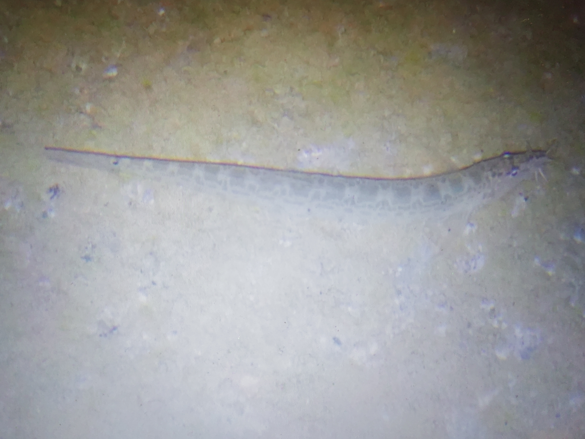 Spiny Loach photo 4