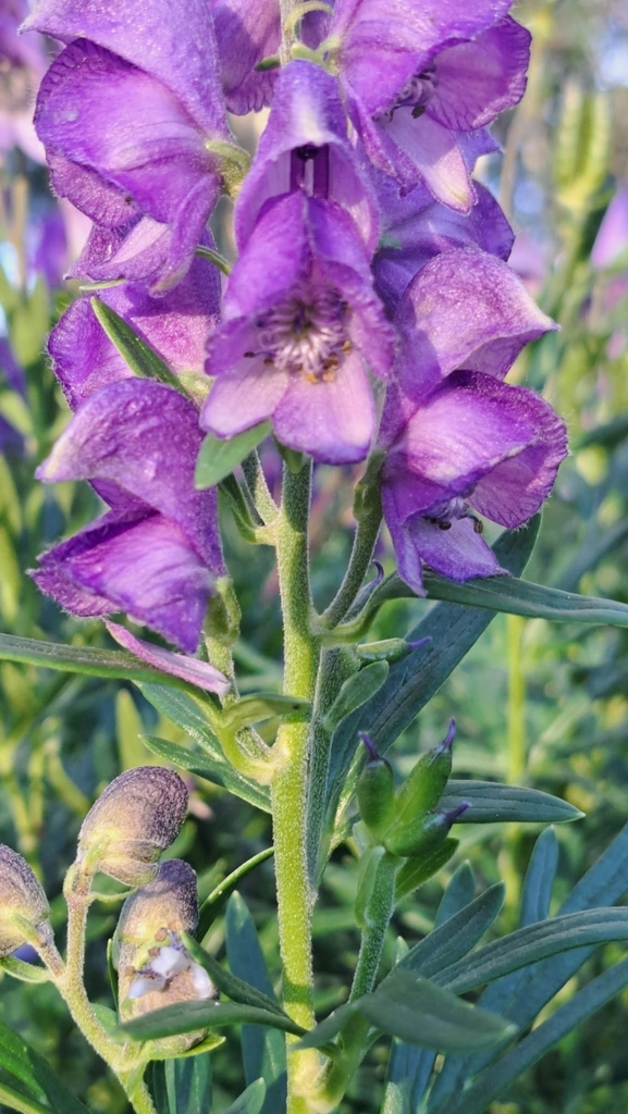 Monkshoods From Calgary AB T2N 4V5 Canada By Yughista INaturalist   Large 