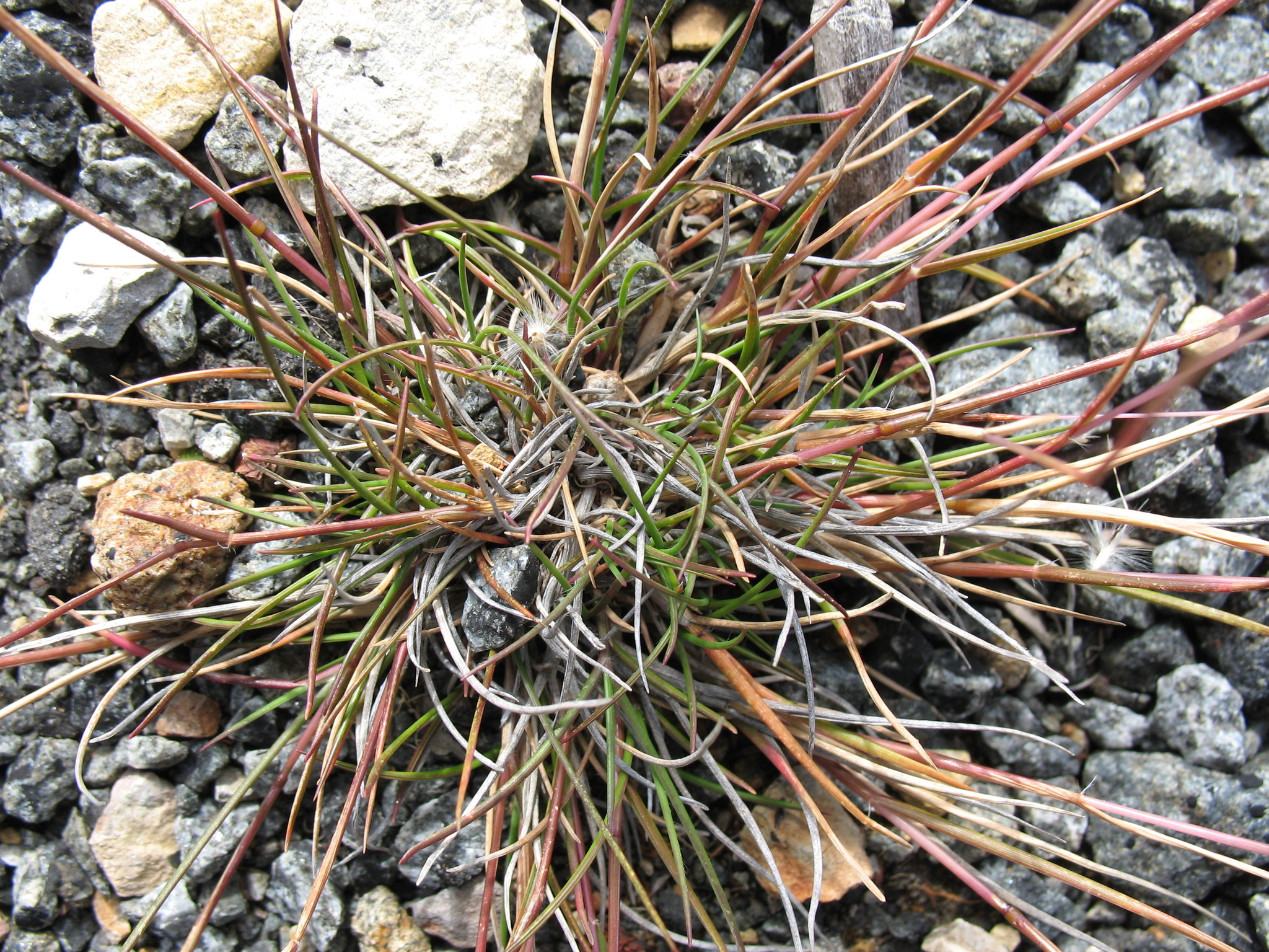 Rytidosperma fortunae-hibernae