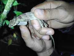 Anolis eulaemus