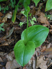 Liparis campylostalix