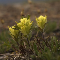 Castilleja hyperborea