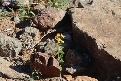 Image of Nemesia williamsonii by (c) Tony Rebelo, some rights reserved (CC BY-SA)