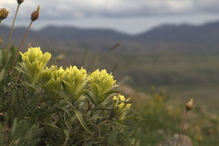 Castilleja hyperborea