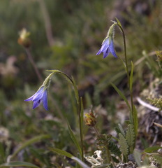 Campanula uniflora
