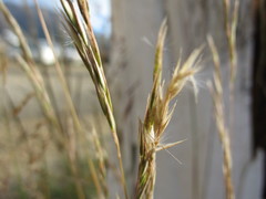 Rytidosperma gracile