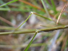 Rytidosperma tenuius