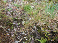 Rytidosperma tenuius