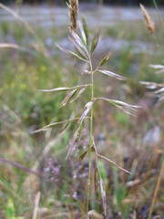 Rytidosperma tenuius