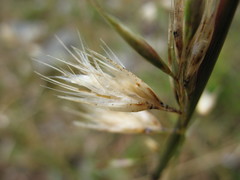 Rytidosperma tenuius