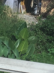 Alocasia macrorrhizos