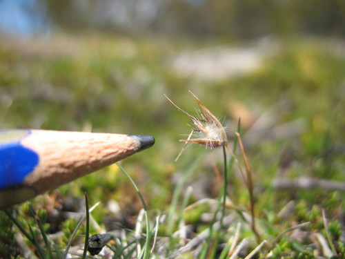 Rytidosperma diemenicum