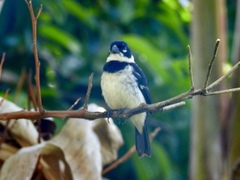 Sporophila morelleti morelleti