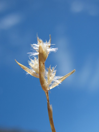 Rytidosperma pauciflorum