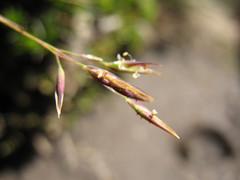 Rytidosperma pauciflorum