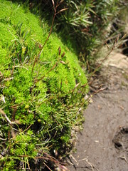 Rytidosperma pauciflorum