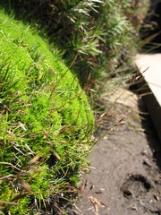 Rytidosperma pauciflorum