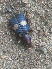 Pheropsophus lissoderus