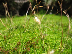 Rytidosperma pauciflorum