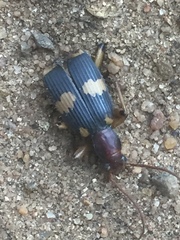 Pheropsophus lissoderus