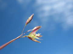 Rytidosperma pauciflorum