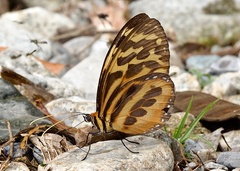 Tithorea harmonia