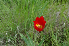 Tulipa suaveolens