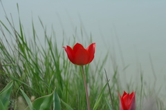 Tulipa suaveolens